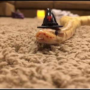 Meet your Posher, Victoria